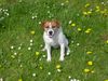Parson-Russell-Terrier Hund