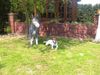 Parson-Russell-Terrier Hund