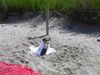 Parson-Russell-Terrier Foto: Josie im Badeurlaub (ID 32318) Parson-Russell-Terrier Hund