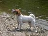 Parson-Russell-Terrier Foto: Herrchen,was gibt´s? (ID 32332) Parson-Russell-Terrier Hund