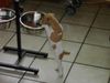 Parson-Russell-Terrier Foto: Mein Happi muss irgendwo da drin sein!? (ID 32929) Parson-Russell-Terrier Hund