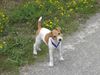 Parson-Russell-Terrier, Paulchen, 3 Monate alt , Paulchen, 3 Monate alt