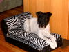 Parson-Russell-Terrier Hund