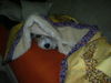 Parson-Russell-Terrier Hund