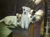Parson-Russell-Terrier Hund