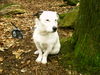 Parson-Russell-Terrier Foto: Ausflug (ID 30512) Parson-Russell-Terrier Hund