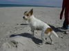 Parson-Russell-Terrier Hund