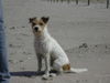 Parson-Russell-Terrier Hund