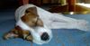 Parson-Russell-Terrier Foto: 10 Wochen alter Parson Russell Terrier (ID 20114) Parson-Russell-Terrier Hund