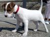 Parson-Russell-Terrier Foto: 10 Wochen alter Parson Russell Terrier (ID 20113) Parson-Russell-Terrier Hund