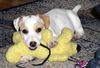 Parson-Russell-Terrier Hund