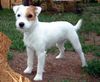 Parson-Russell-Terrier Foto: Ravi (ID 15846) Parson-Russell-Terrier Hund