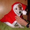 Parson-Russell-Terrier Foto: Wann kommt der Nikolaus? (ID 15847) Parson-Russell-Terrier Hund