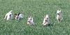 Parson-Russell-Terrier Hund