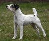 Parson-Russell-Terrier Hund