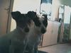 Parson-Russell-Terrier Foto: Lucy & Lennox (ID 8407) Parson-Russell-Terrier Hund