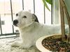 Parson-Russell-Terrier Foto: Mein Lieblingsplatz bei schönem Wetter (ID 31117) Parson-Russell-Terrier Hund