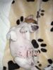 Parson-Russell-Terrier Hund