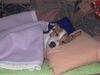 Parson-Russell-Terrier Hund