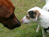 Parson-Russell-Terrier Foto: Calming Signal eines Parson (ID 6502) Parson-Russell-Terrier Hund