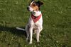 Parson-Russell-Terrier Hund