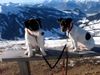 Parson-Russell-Terrier Foto: Pongo und seine Freundin Daisy auf dem Dach der Welt (ID 18358) Parson-Russell-Terrier Hund