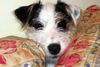 Parson-Russell-Terrier Hund