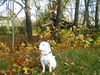 Parson-Russell-Terrier Foto: Ein wenig ausruhen (ID 30729) Parson-Russell-Terrier Hund