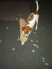 Parson-Russell-Terrier Foto: Hier fliegen die Fetzen! (ID 17464) Parson-Russell-Terrier Hund