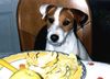 Parson-Russell-Terrier Foto: Speedy beim Mittagessen (ID 3664) Parson-Russell-Terrier Hund