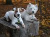 Parson-Russell-Terrier Foto: Zwei Terrier-Männer unter sich (ID 6725) Parson-Russell-Terrier Hund