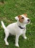 Parson-Russell-Terrier Hund