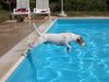Parson-Russell-Terrier Hund