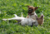 Parson-Russell-Terrier Foto: Grrrr - Welpen im Spiel (ID 33642) Parson-Russell-Terrier Hund