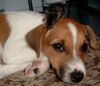 Parson-Russell-Terrier Foto: Spikey als Welpe (ca. 9 Wochen) - man betrachte die Maus *GGG* (ID 5210) Parson-Russell-Terrier Hund
