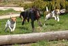 Parson-Russell-Terrier Hund