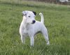 Parson-Russell-Terrier Hund