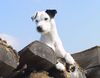 Parson-Russell-Terrier Hund