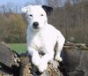 Parson-Russell-Terrier Hund