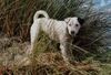 Parson-Russell-Terrier Foto: Highfast Stella / Hooksiel Nordsee (ID 5877) Parson-Russell-Terrier Hund