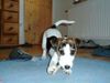 Parson-Russell-Terrier Hund
