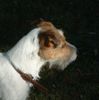 Parson-Russell-Terrier Foto: Chrislotts' La Damigella (ID 7014) Parson-Russell-Terrier Hund