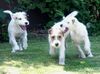Parson-Russell-Terrier Hund