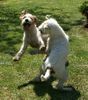 Parson-Russell-Terrier Hund