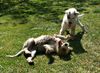 Parson-Russell-Terrier Hund