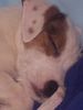 Parson-Russell-Terrier Hund