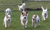 Parson-Russell-Terrier Foto: The Roadrunners (ID 9538) Parson-Russell-Terrier Hund