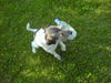 Parson-Russell-Terrier Foto: Toby (ID 32837) Parson-Russell-Terrier Hund