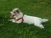 Parson-Russell-Terrier Foto: Wer will mit mir spielen ??? (ID 21045) Parson-Russell-Terrier Hund