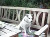 Parson-Russell-Terrier Hund